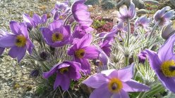 Pulsatilla slavica Slaavi karukell